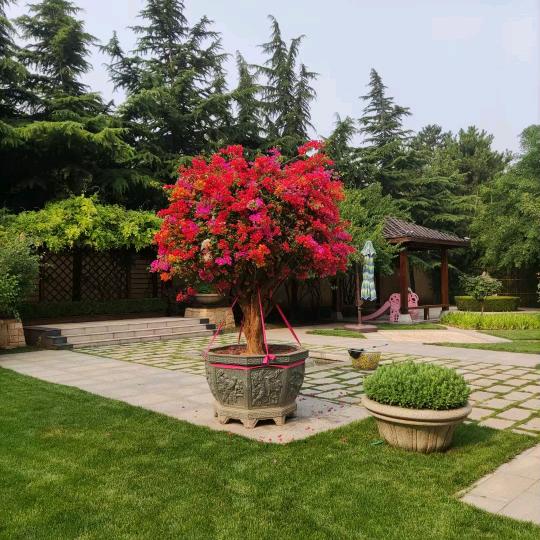 小宇出品三角梅