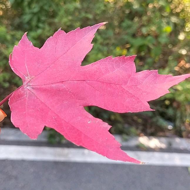 用户701523492642诚实的人