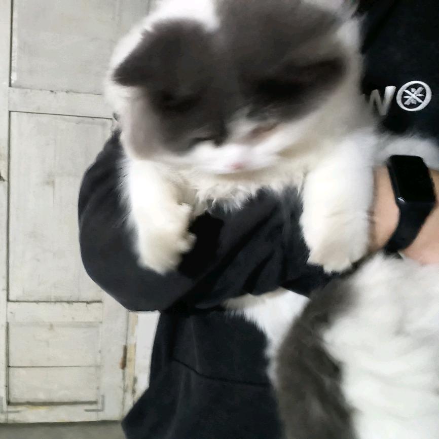 蓝桉不吃鱼