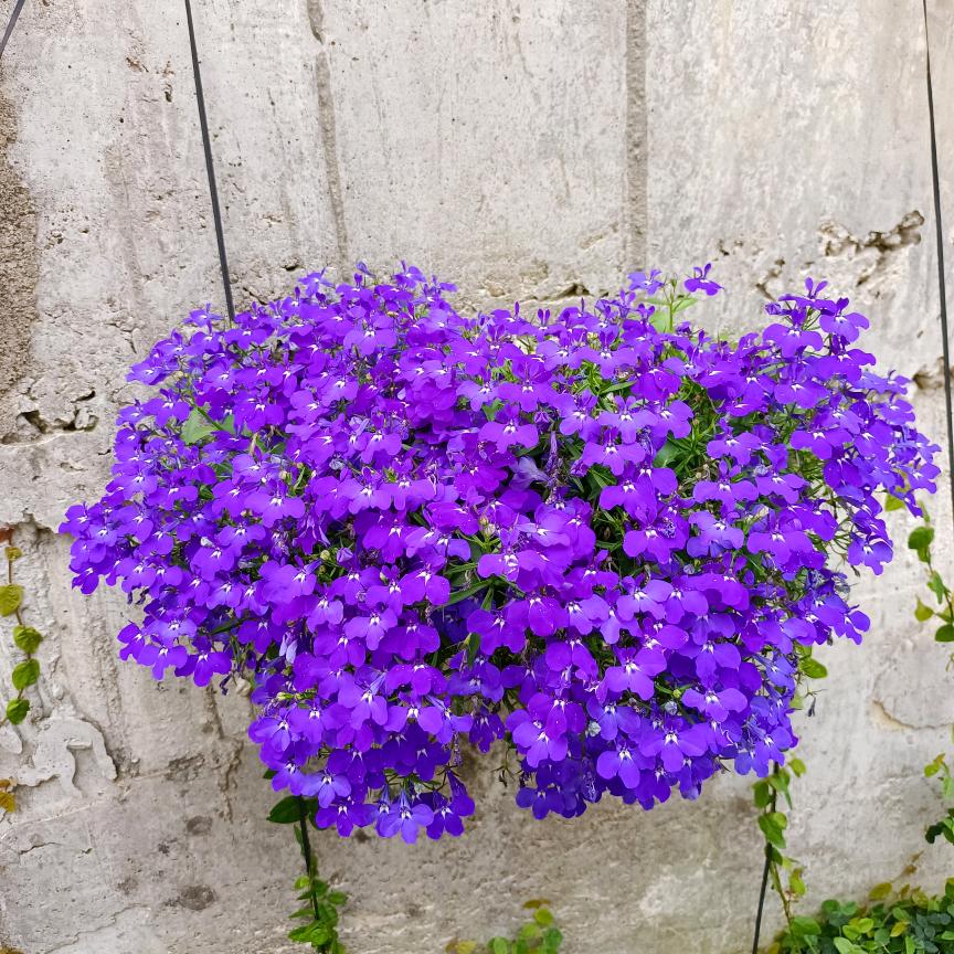 活好当下(王者)创业