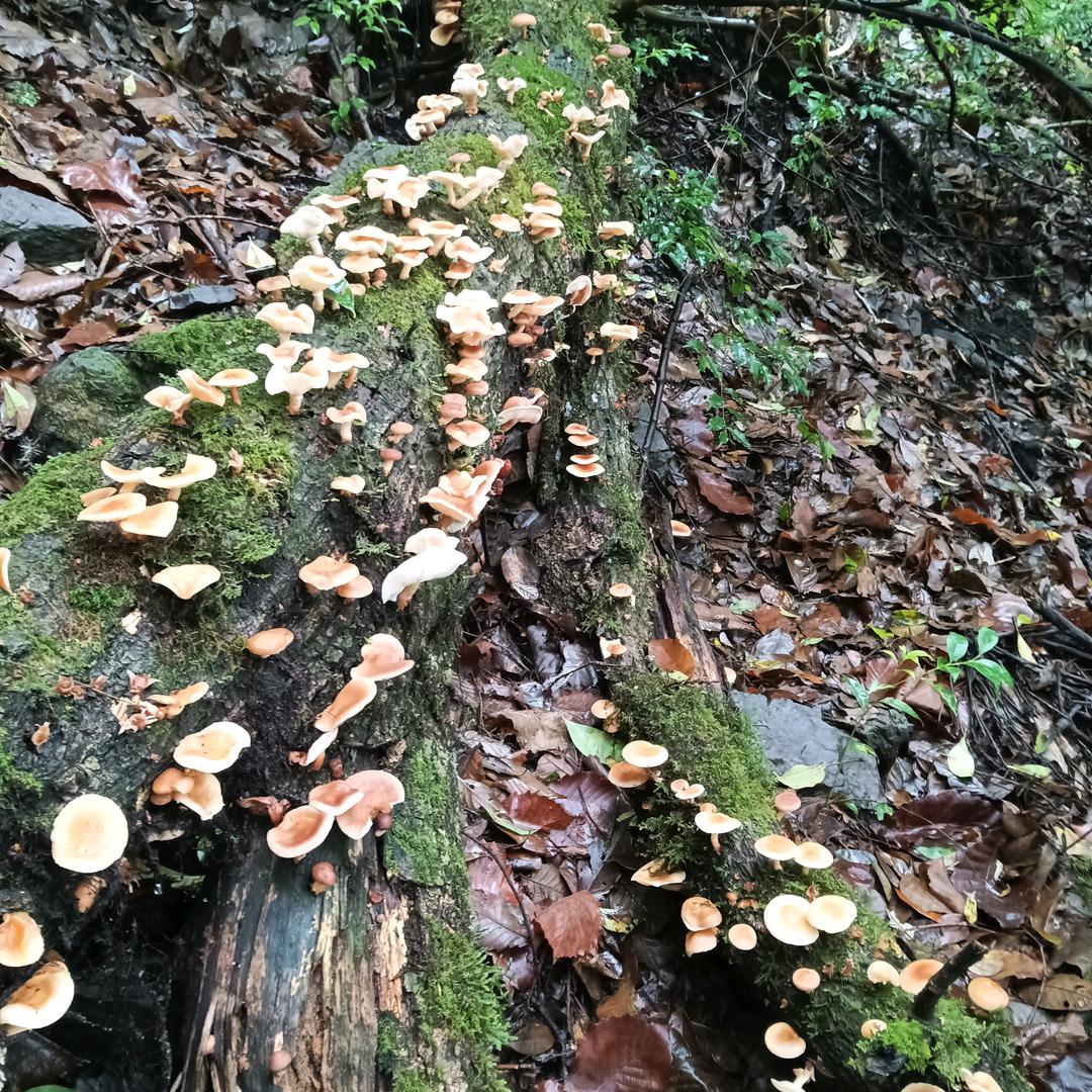 单身爸爸，
