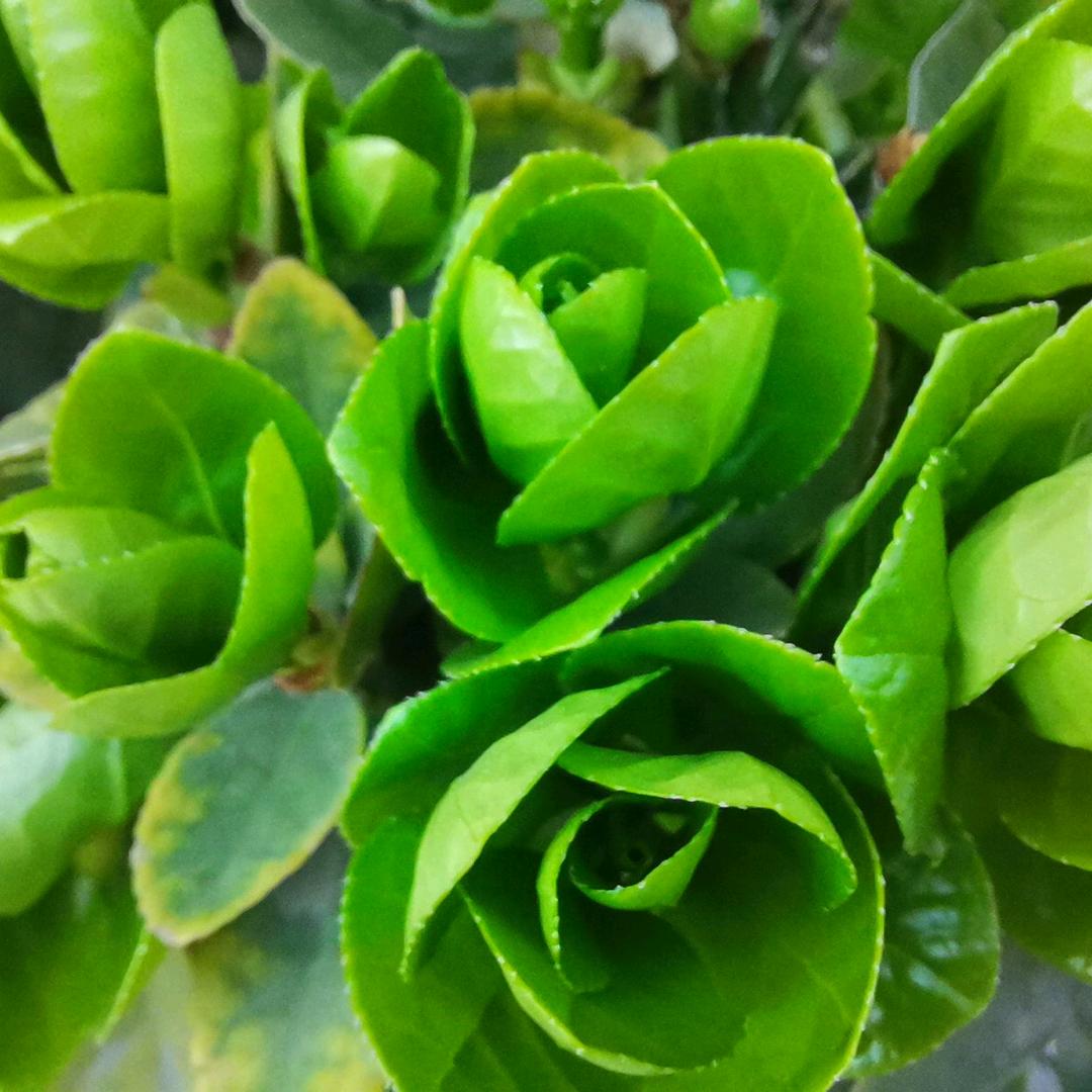 今天是老师节