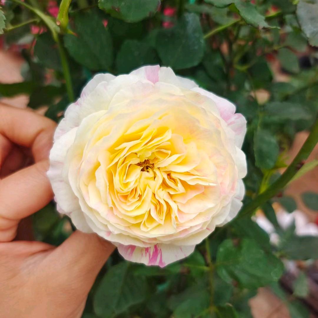 云南昆明斗南基地鲜花盆栽绿植批发