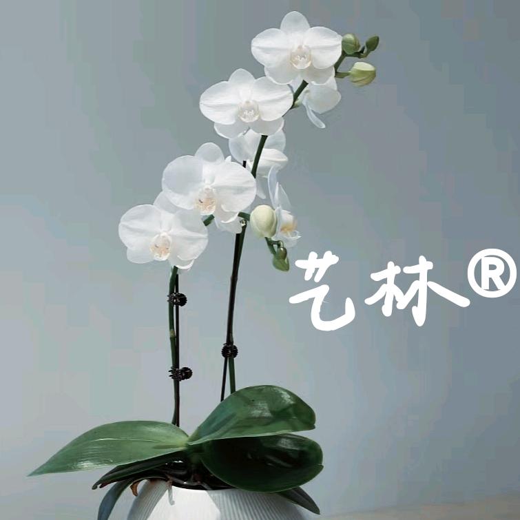 艺林®植物美学
