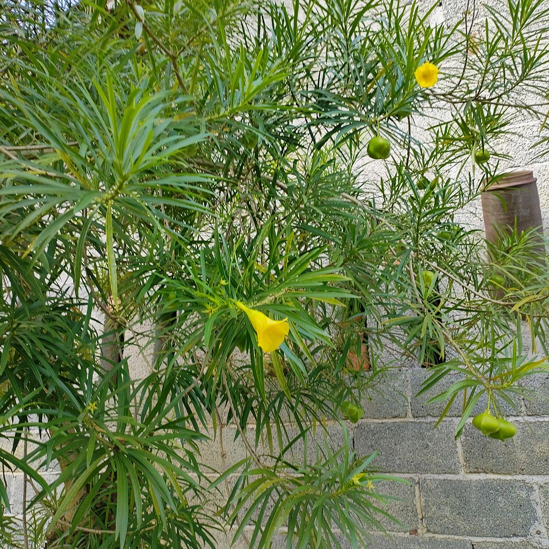 木木