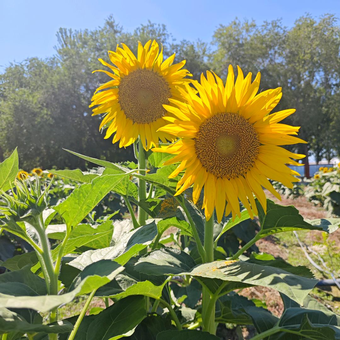 心若向阳 无畏悲伤