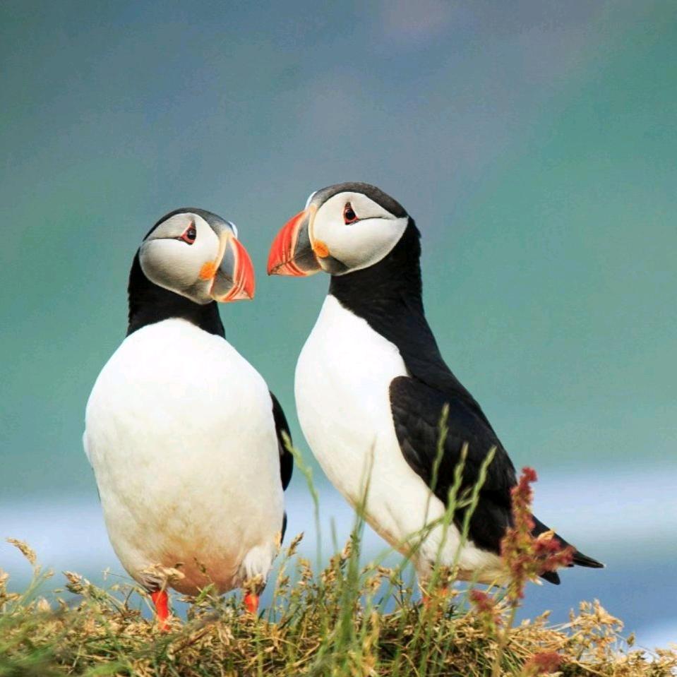 花语问候一生有你