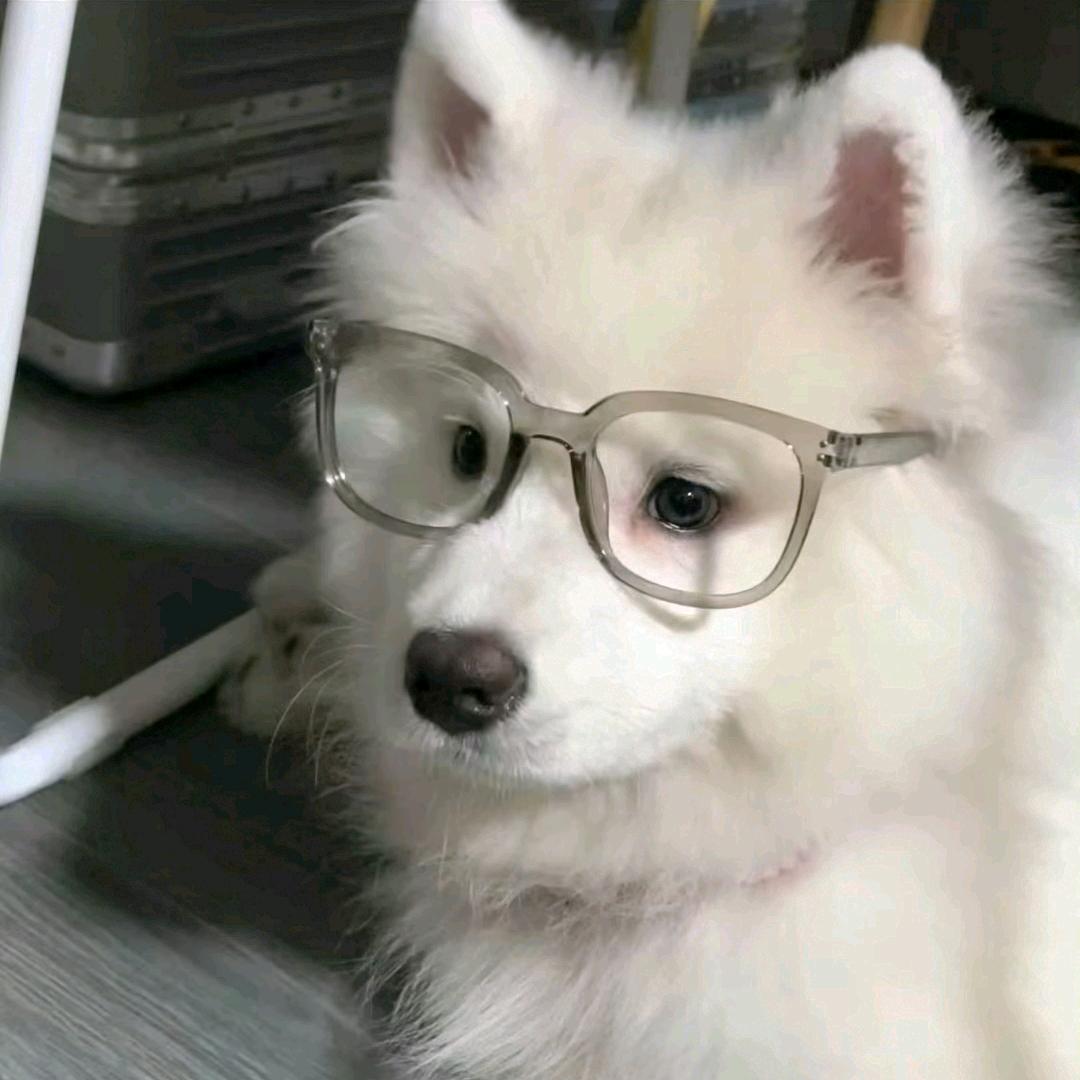 糕手小鱼.