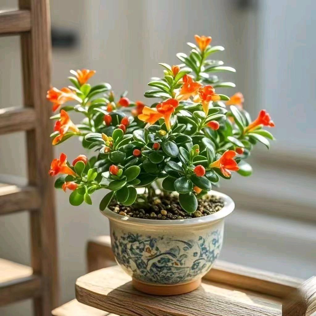 小航子奶奶
