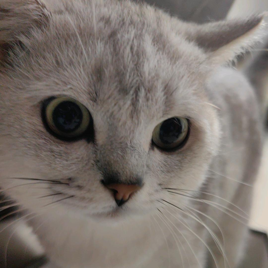 神龟熊猫周军鱼78