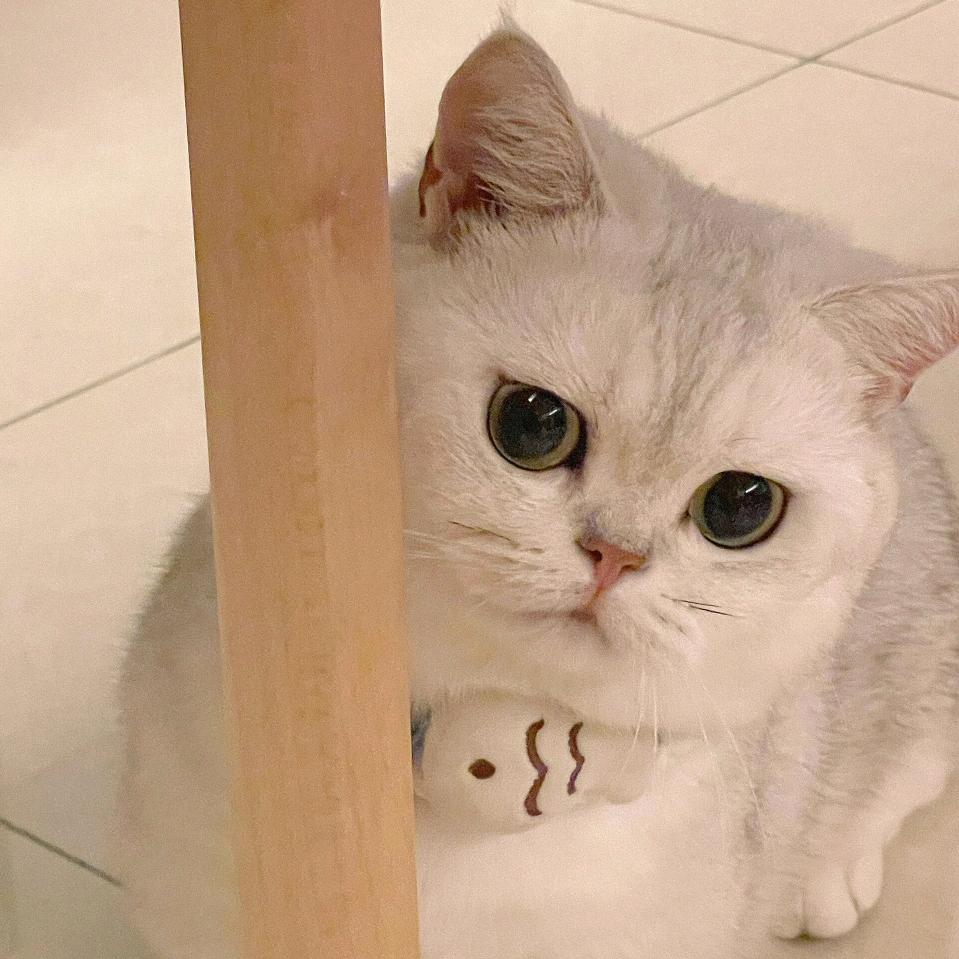 大白是只猫咪