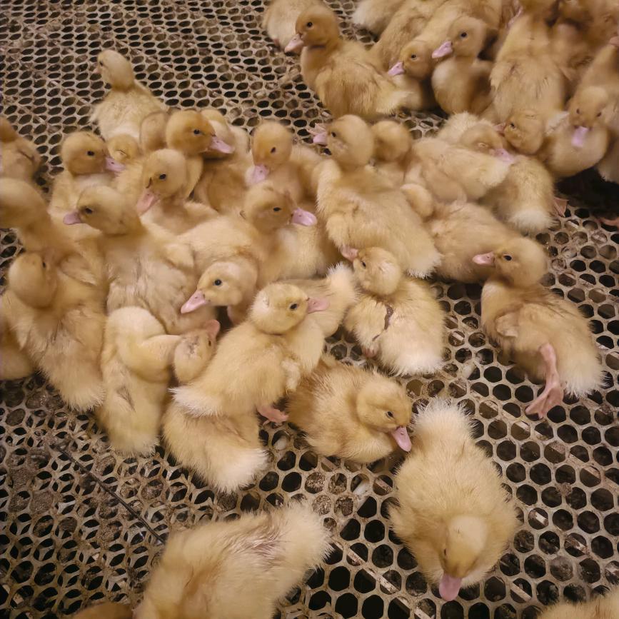 《菏泽牡丹区浩晨家禽养殖合作社；》