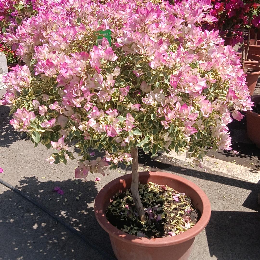 新疆花卉基地直销