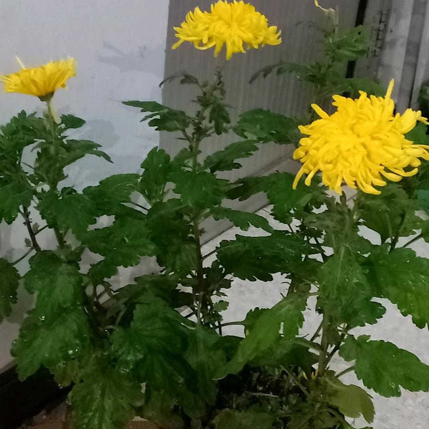 二手钢结构全国大包建厂房