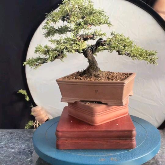 贡青