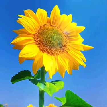 太阳