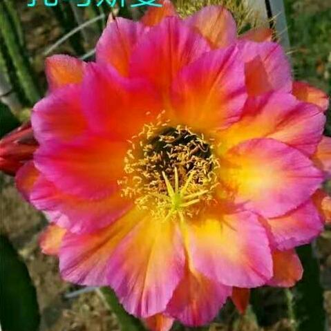 仙人掌，仙人球，批发零售