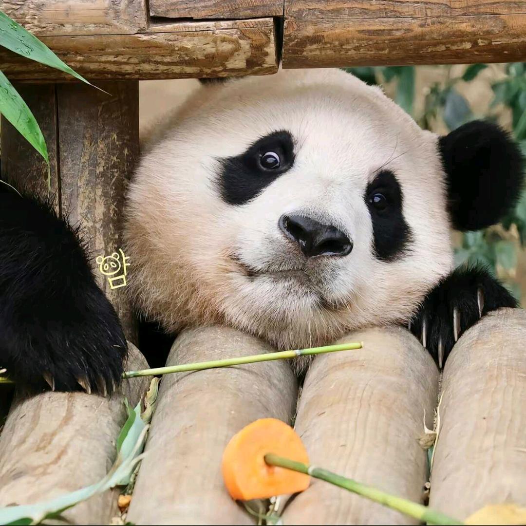 扎根农村