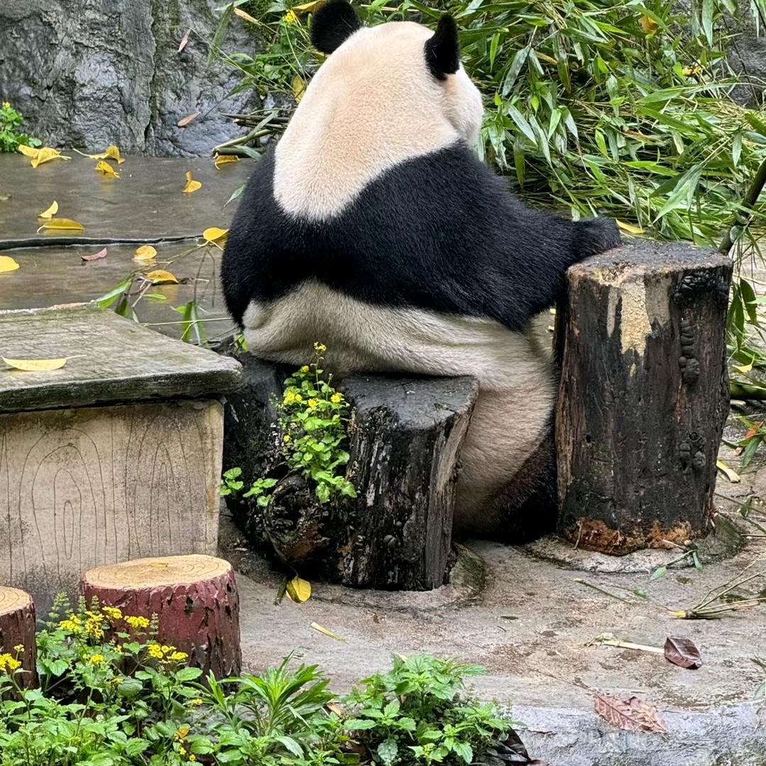 Mr.少