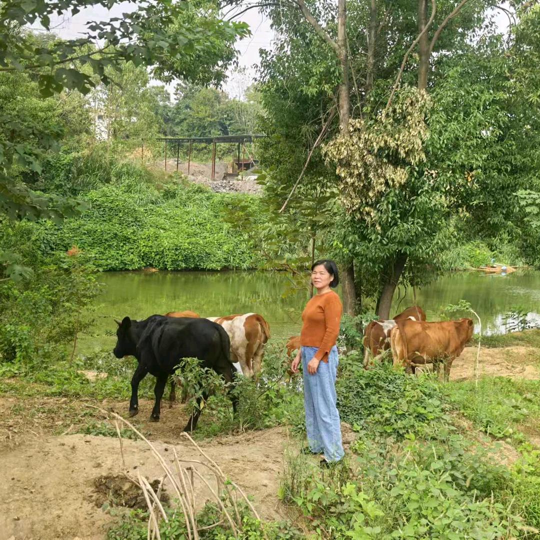 江西散养黄牛、鱼批发