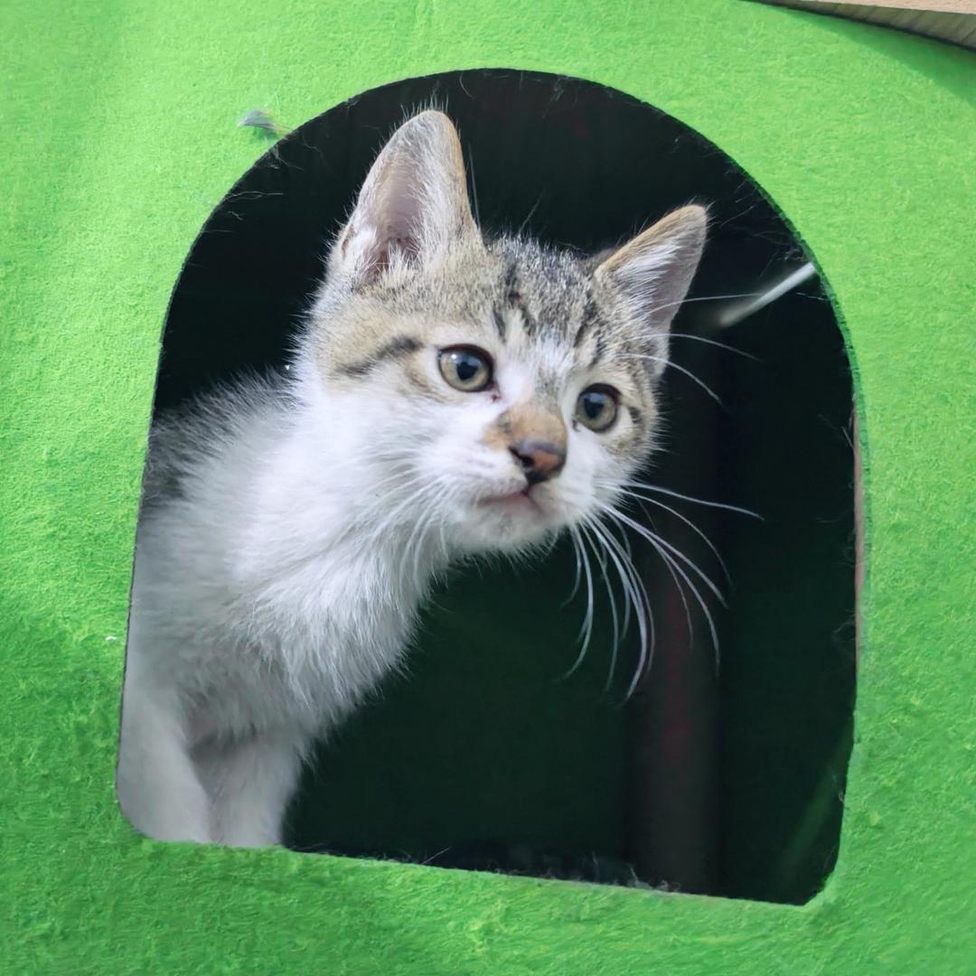 奥利奥是一只猫