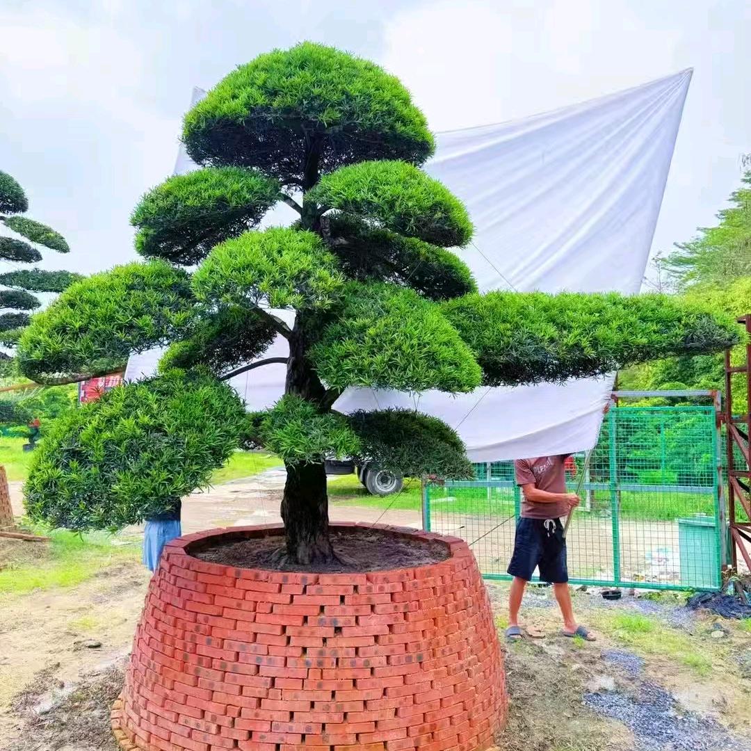 诚信罗汉松绿化园林