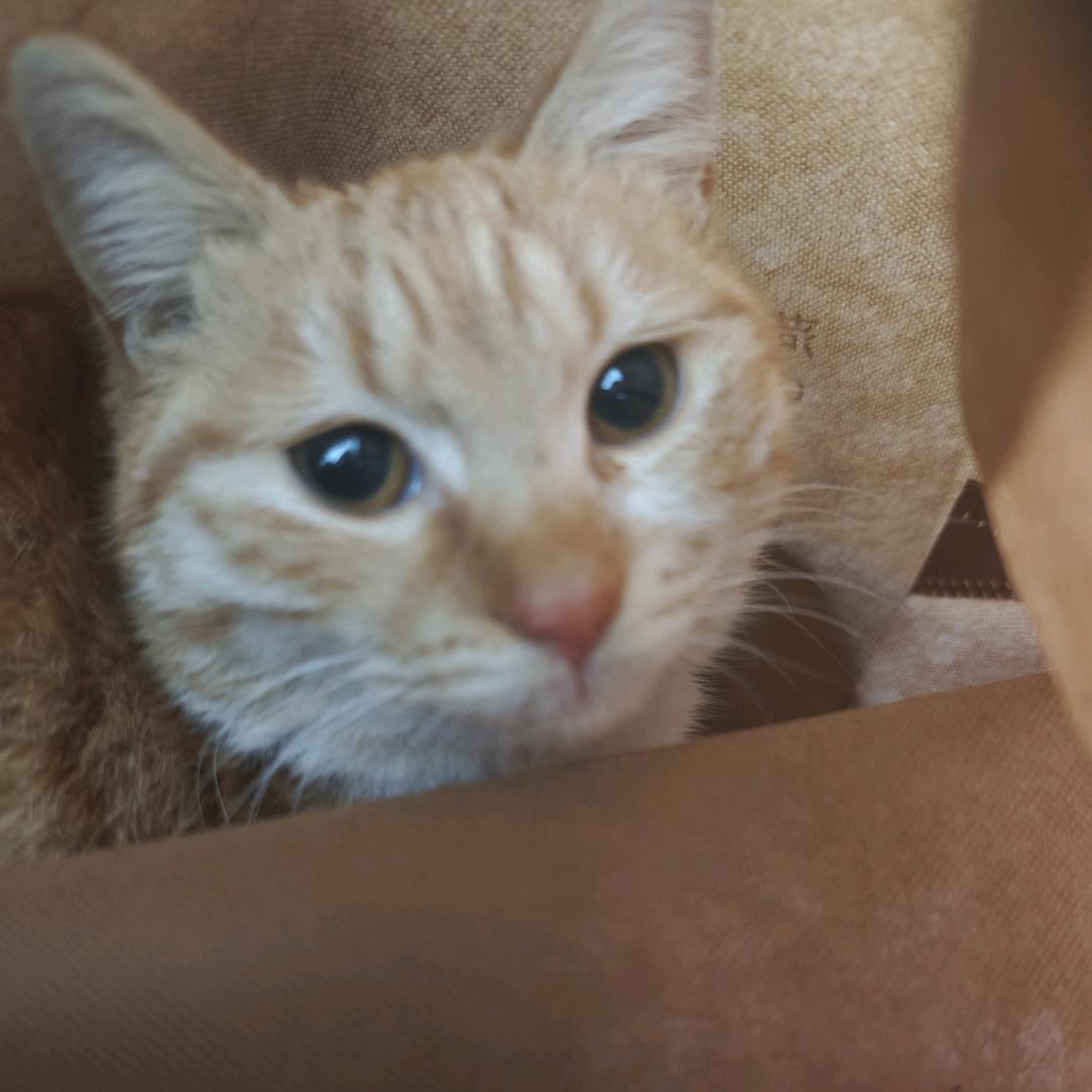 毛毛是猫猫（坐月子版）