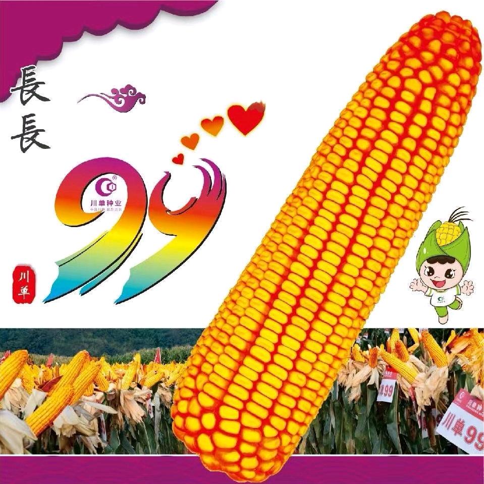 蔡子佳人