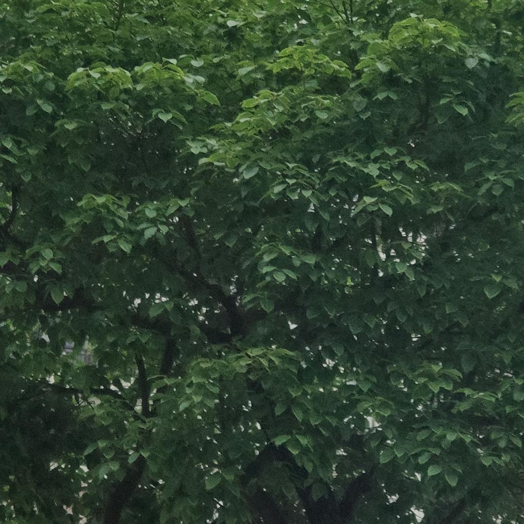 觉酲