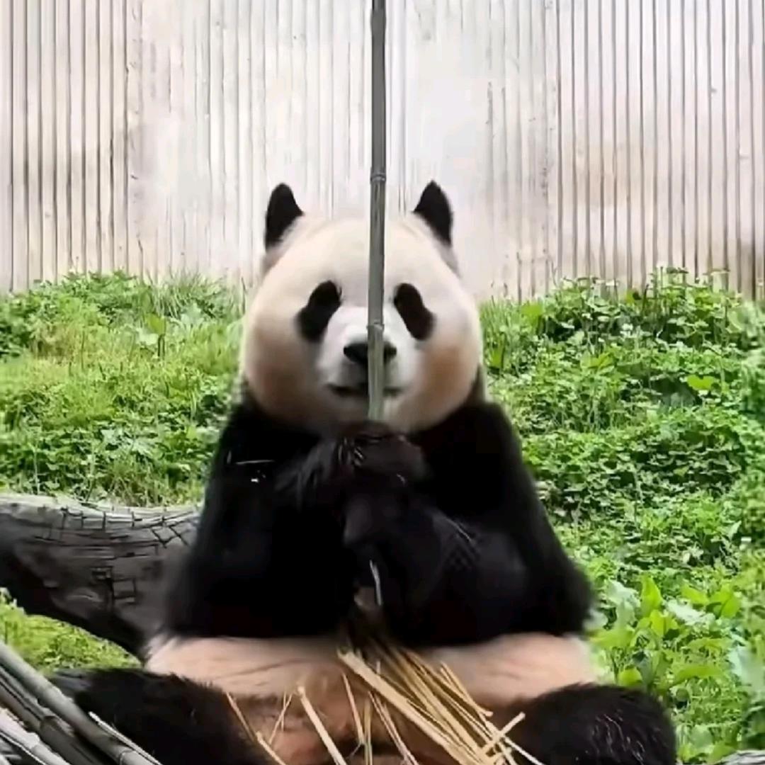 刘如意事事如意