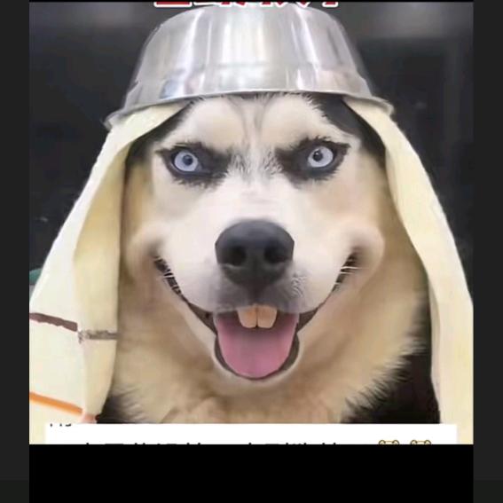 从你的全世界路过