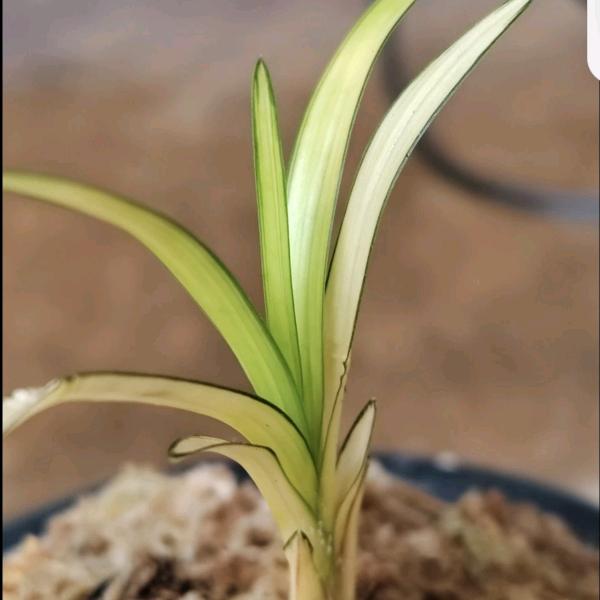 缘野兰苑