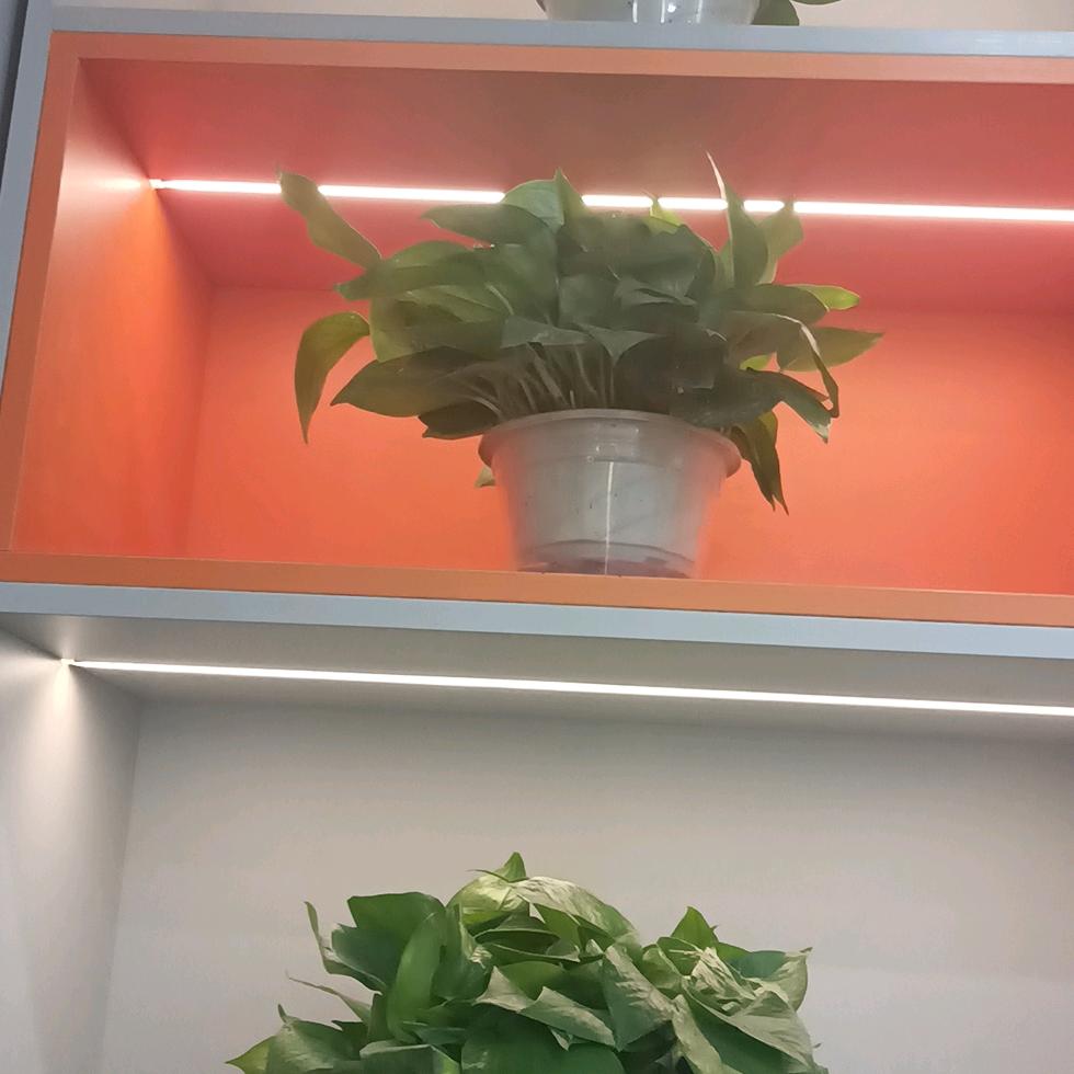 天天