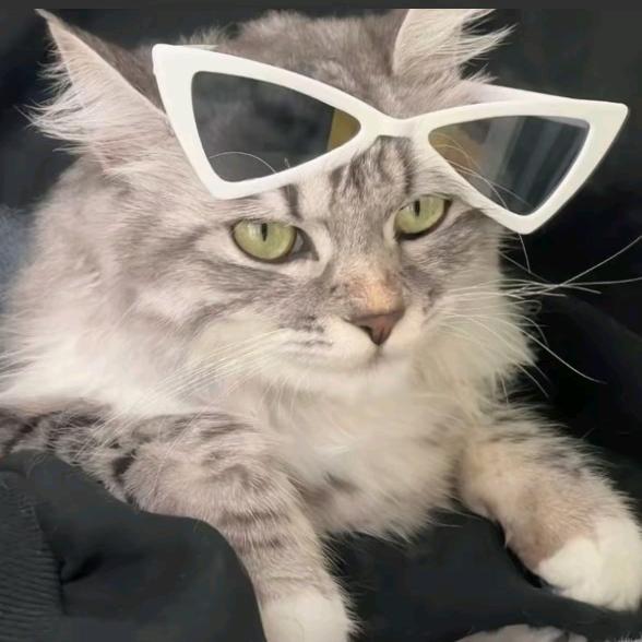 无所事事的猫