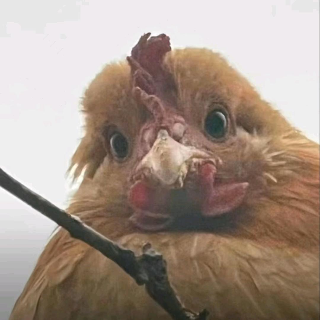 咕咕鸡