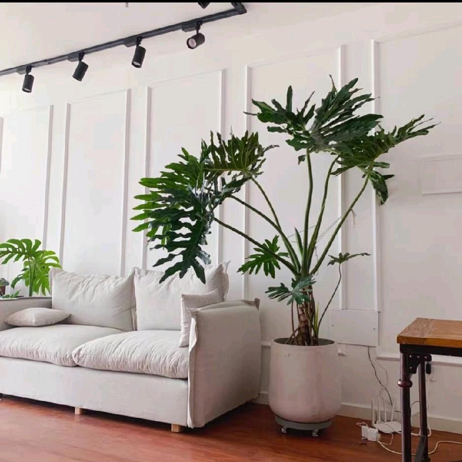 植来植往