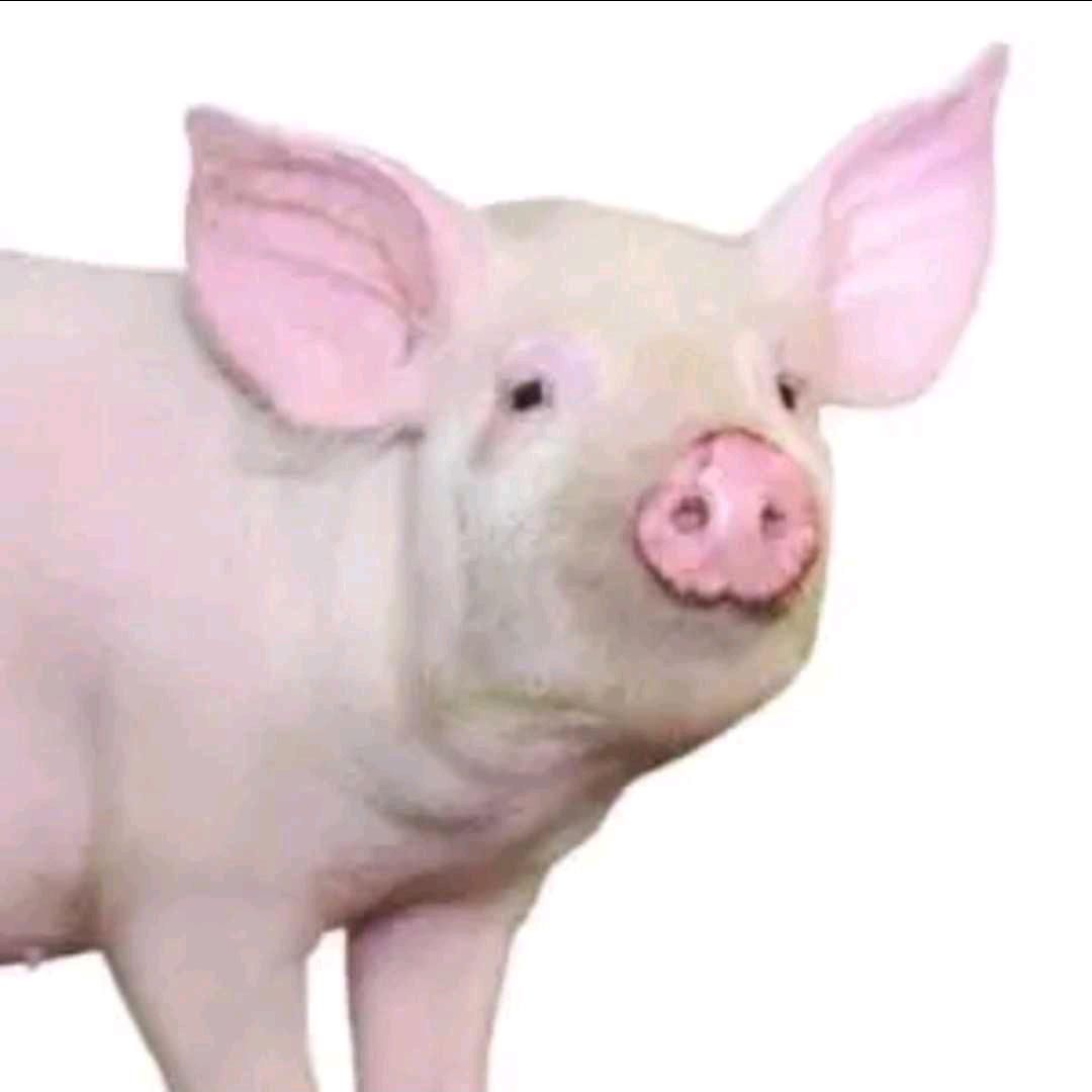 不拎