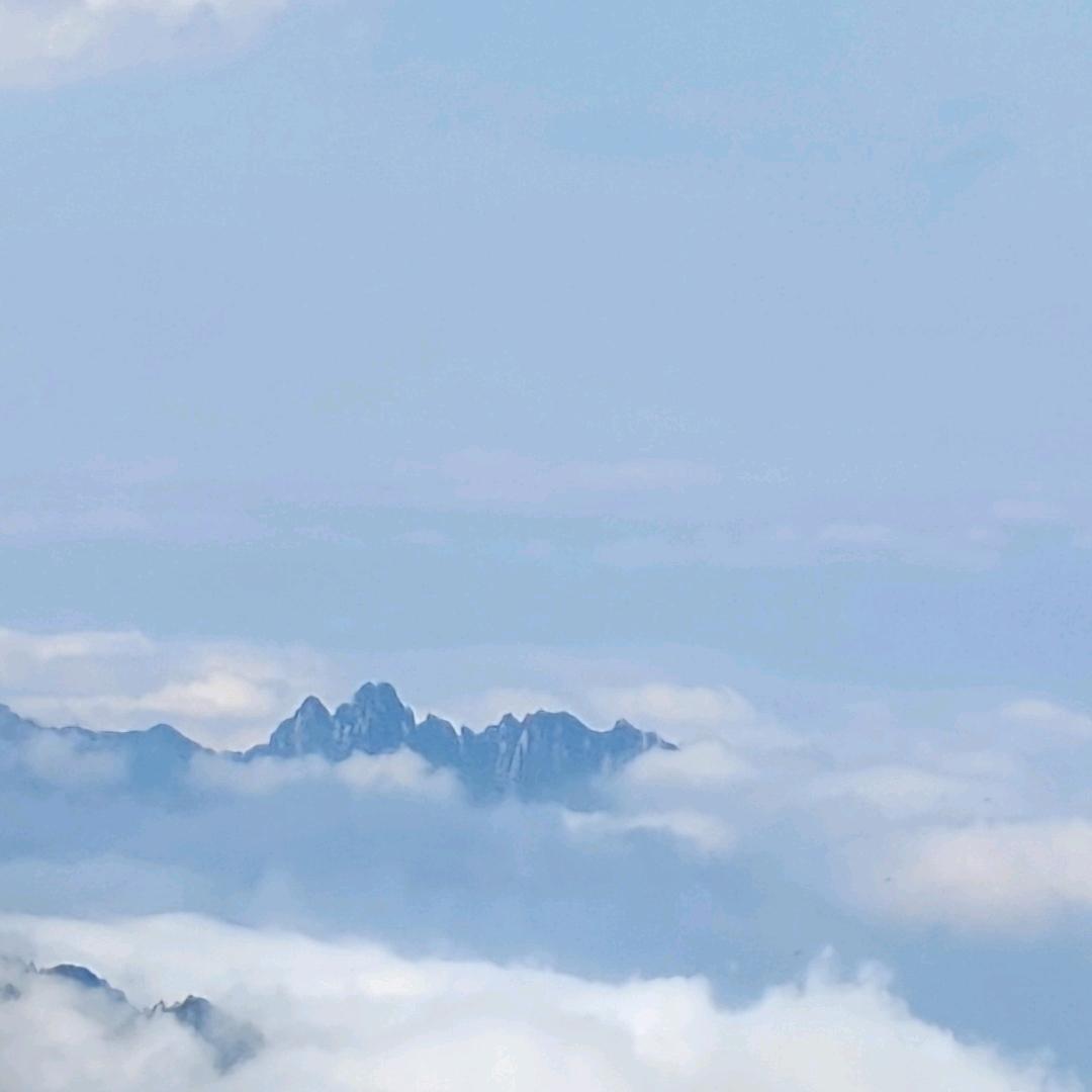 海洋鱼