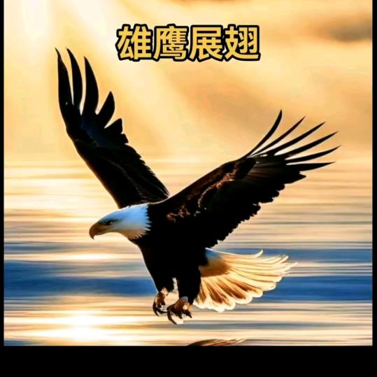 雄鹰展翅