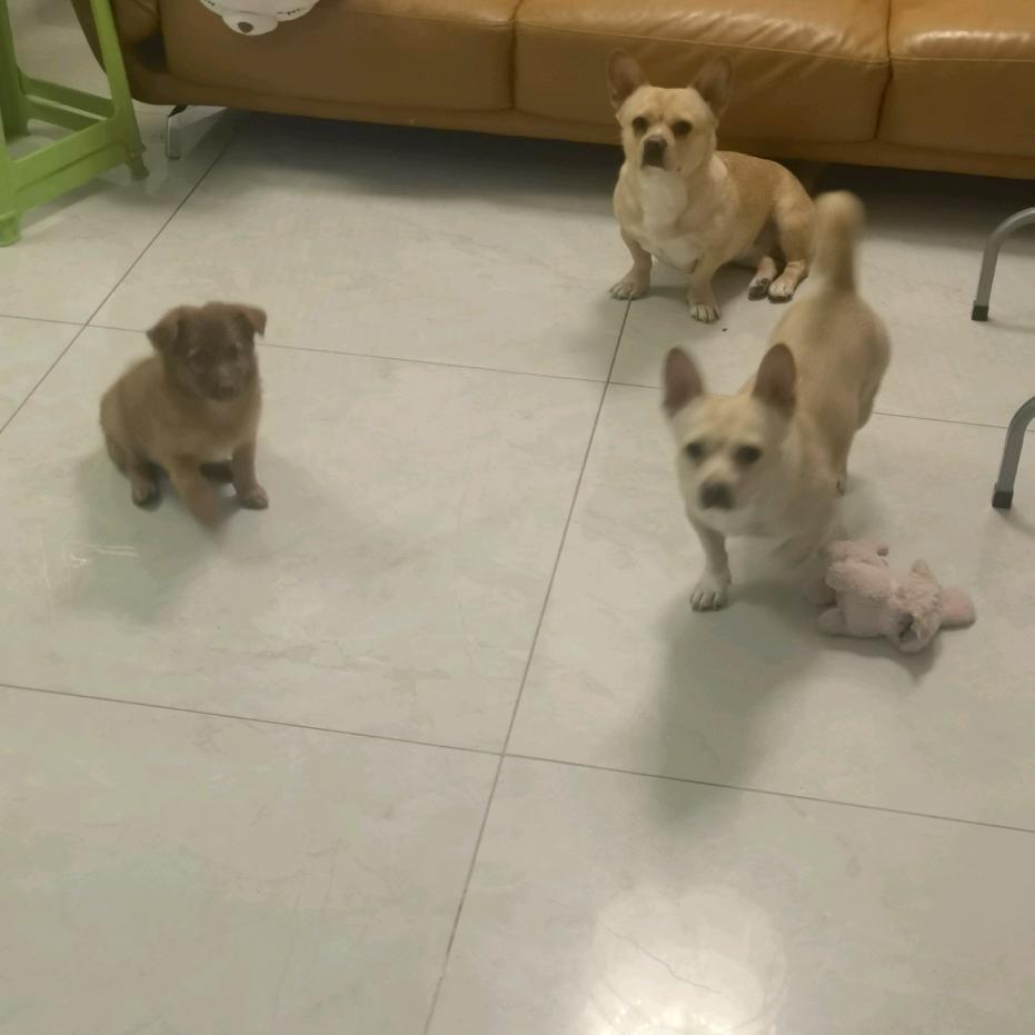 续保