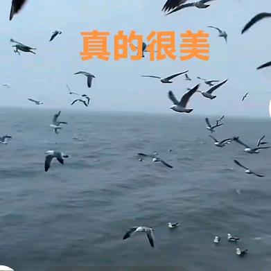 张哥69216