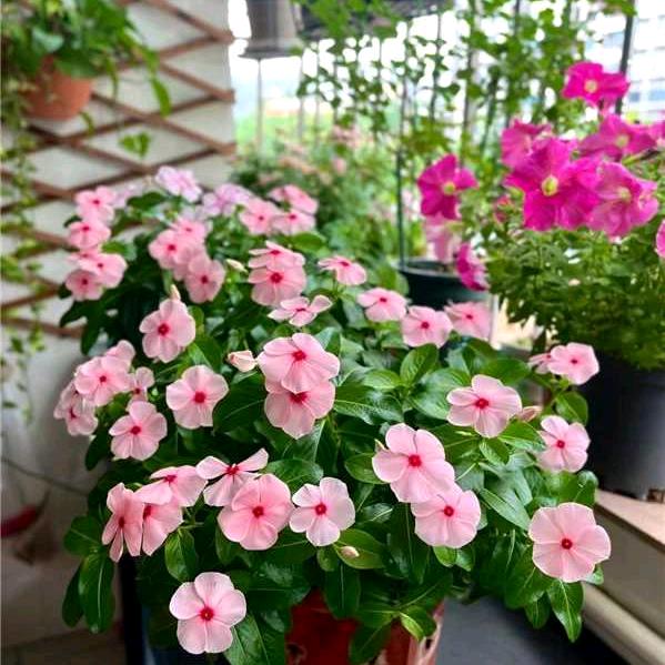 丹霞76年九月的🐉🌹🌷