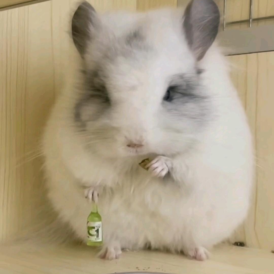 龙猫宠物店