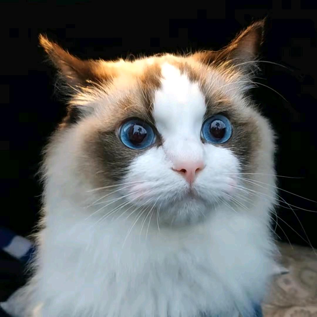 叮当猫眼睛