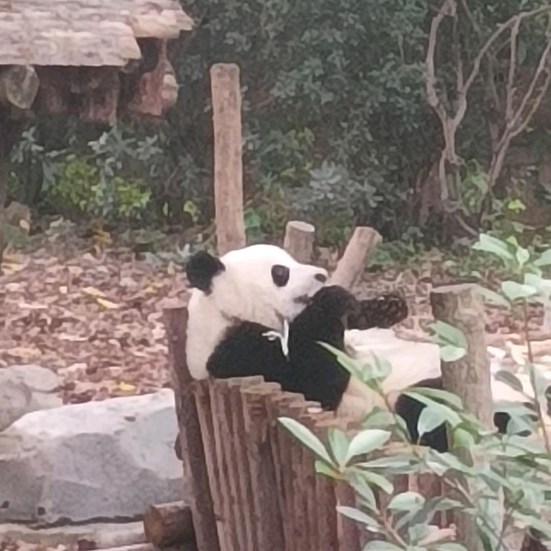 🐼熊猫出发