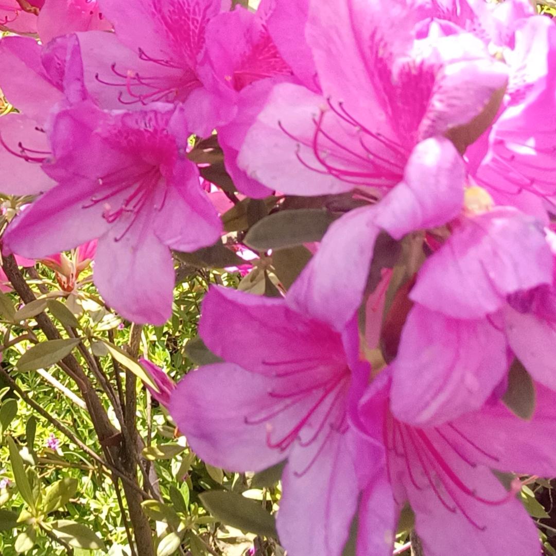 露露（丫头）🍀🌹🌹