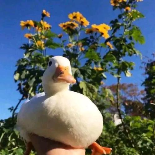 天使降临