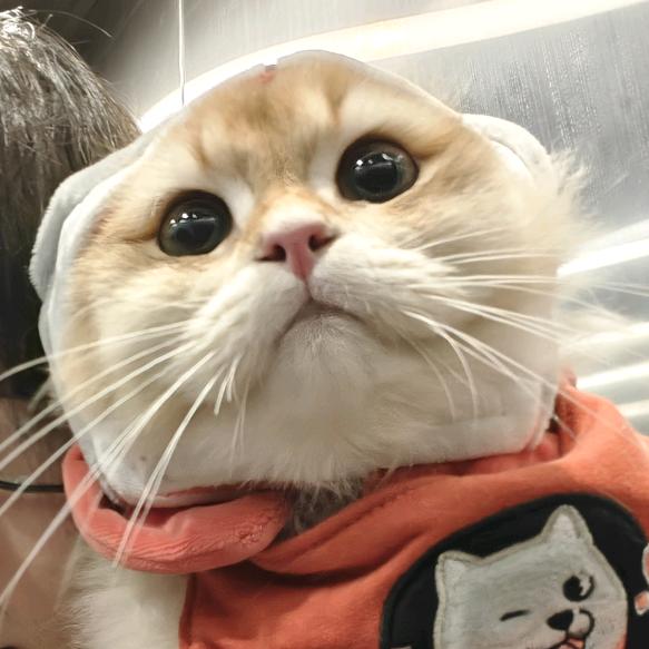 土木宝之变