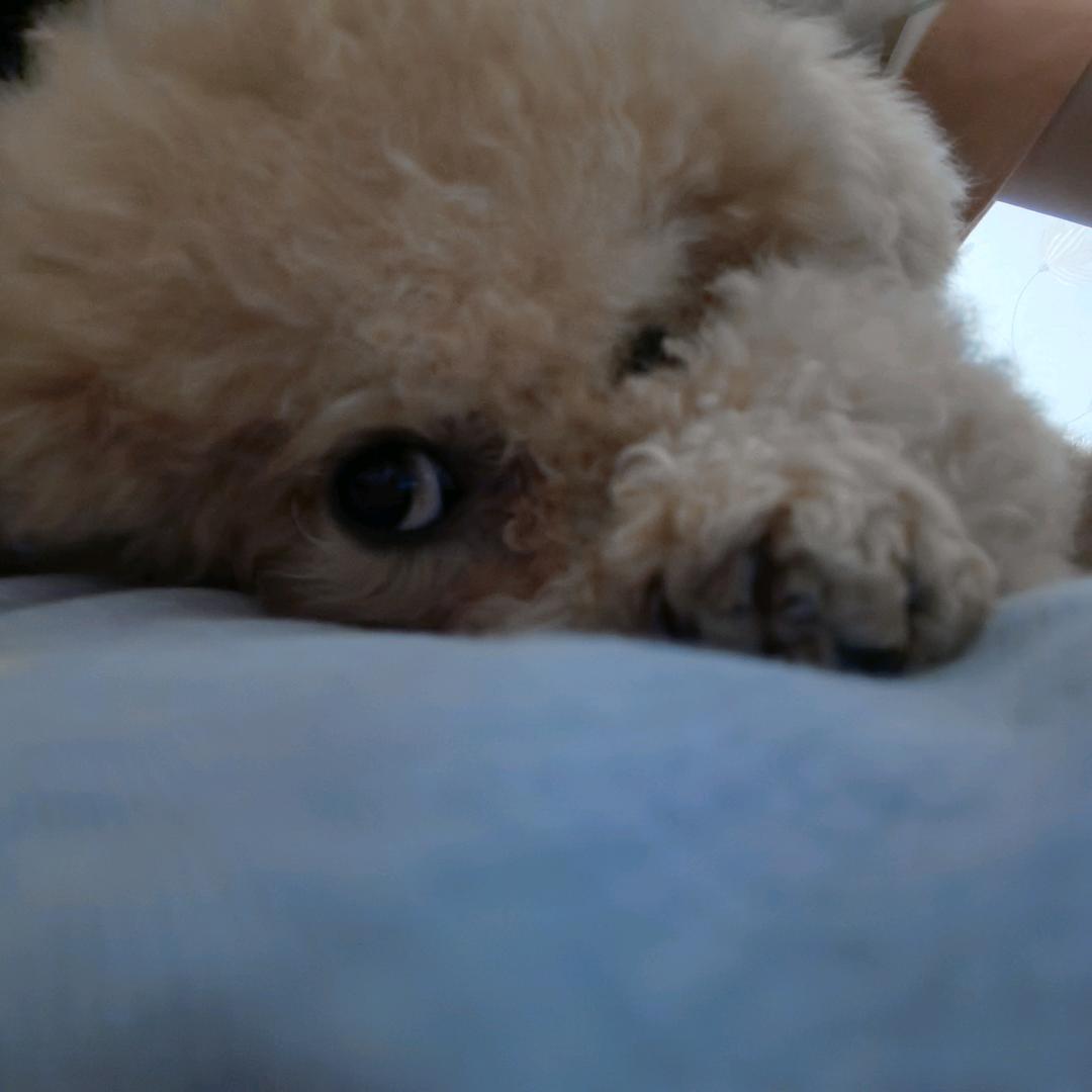 鸡腿的日记