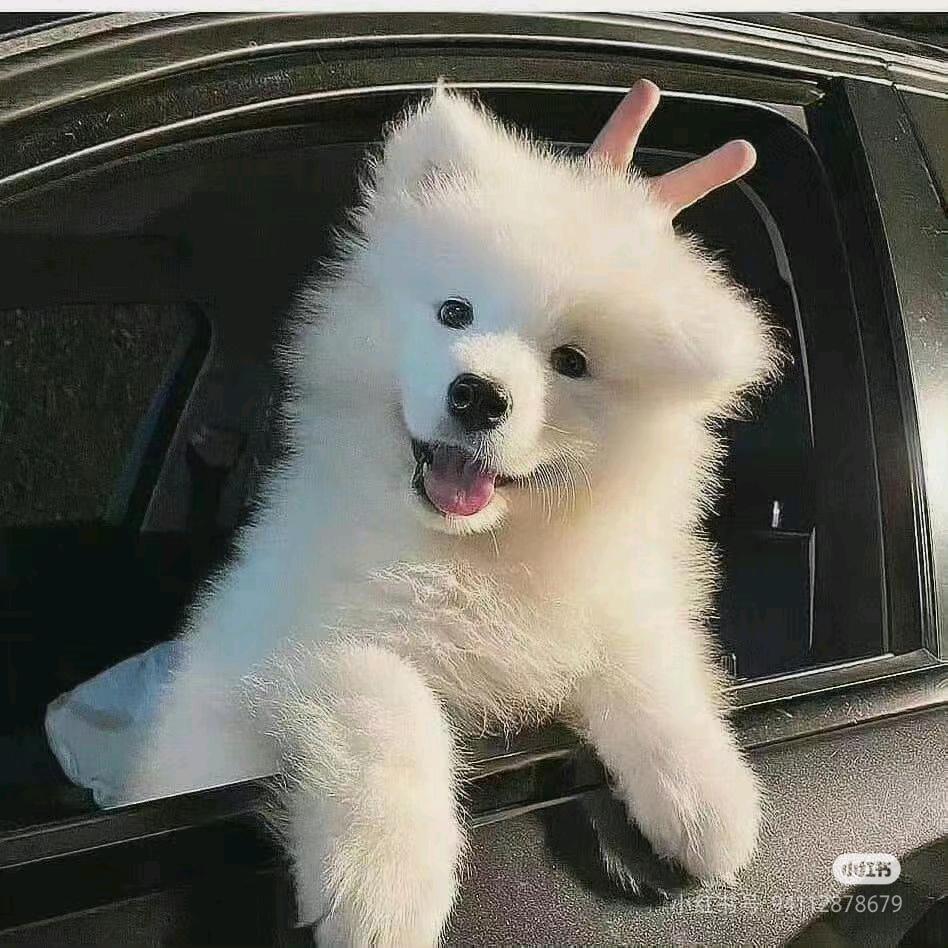 要养五只萨摩耶